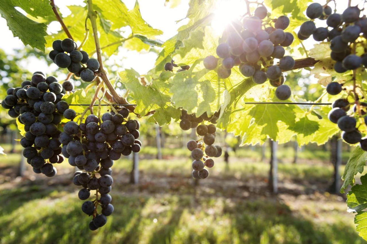 Weingut & Gaestezimmer Edelmann Goettlesbrunn Екстер'єр фото