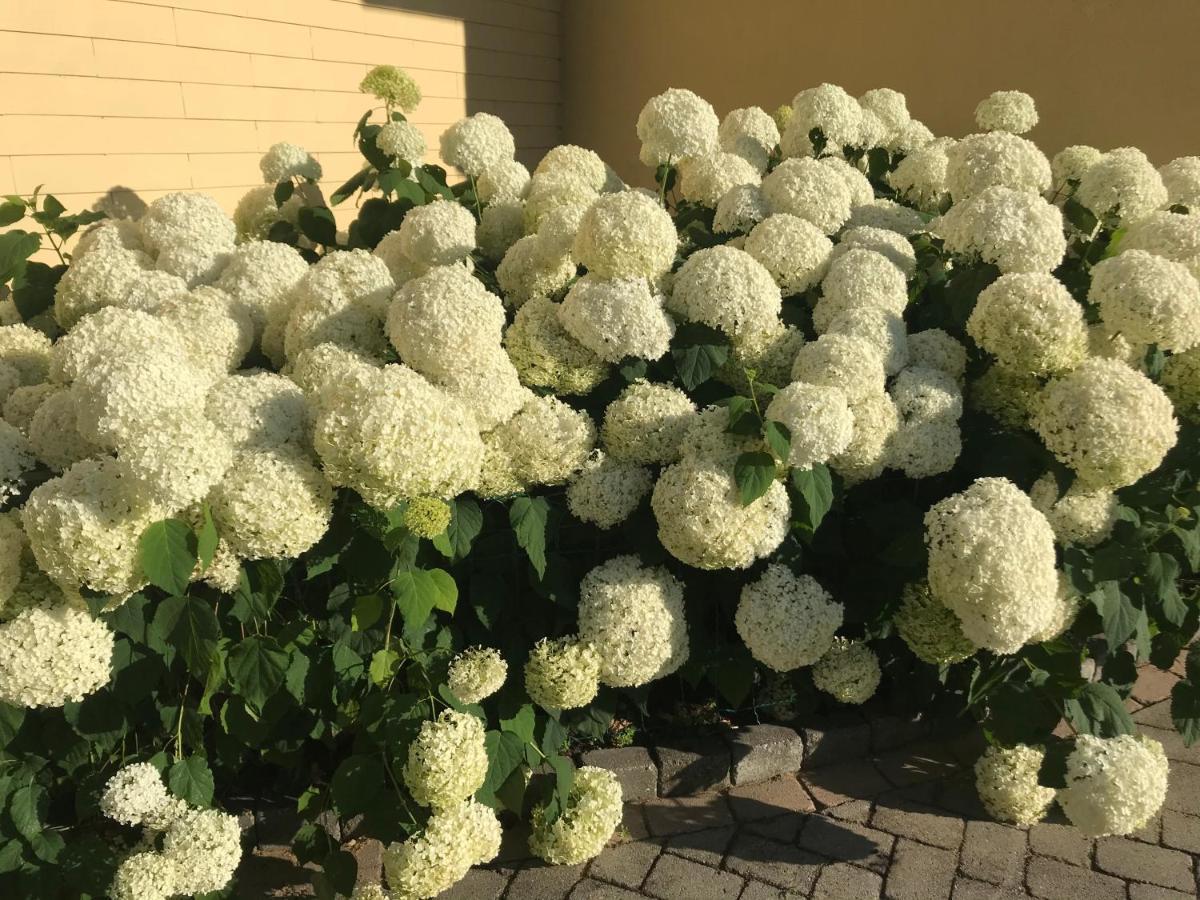 Weingut & Gaestezimmer Edelmann Goettlesbrunn Екстер'єр фото