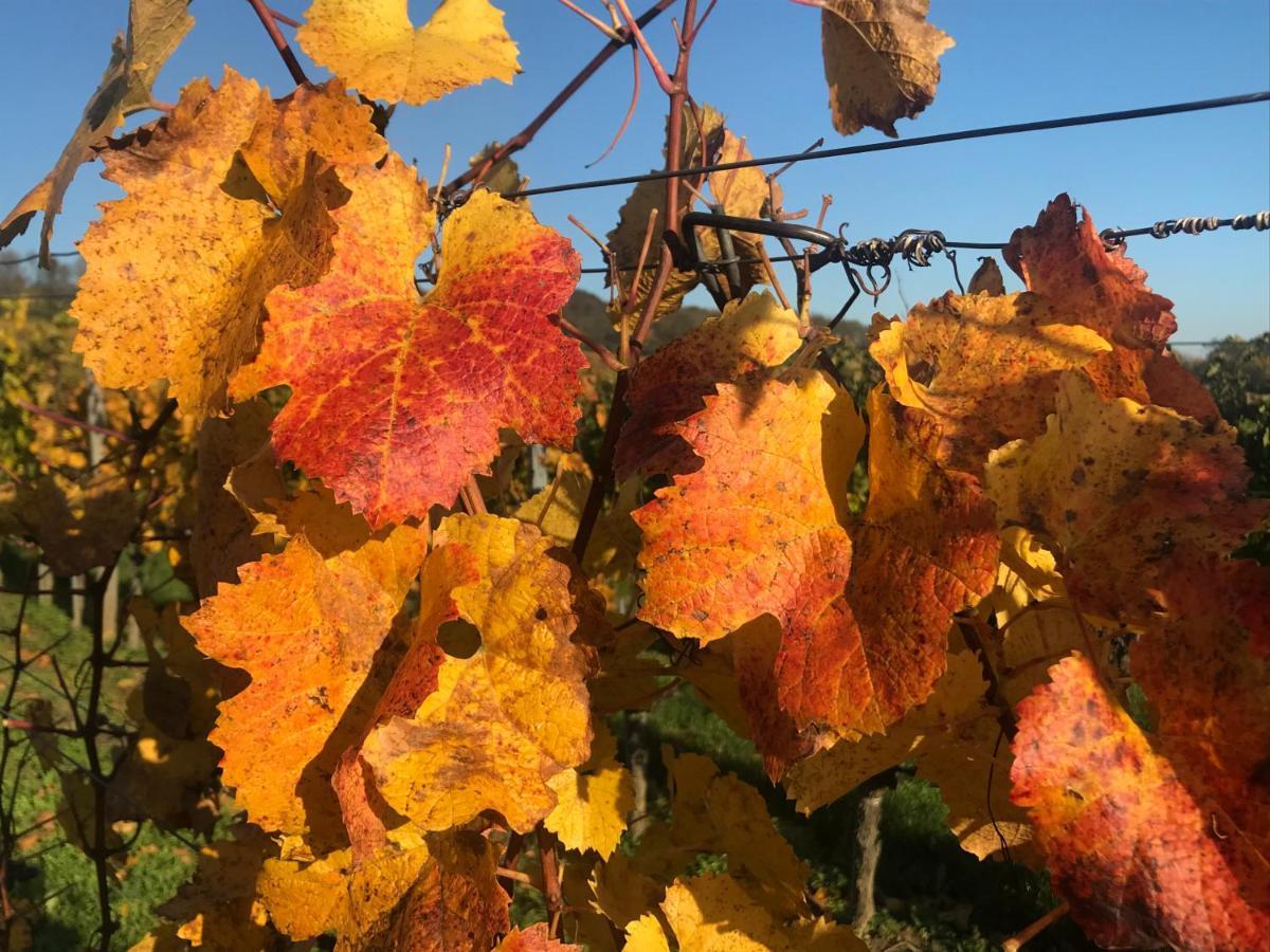 Weingut & Gaestezimmer Edelmann Goettlesbrunn Екстер'єр фото