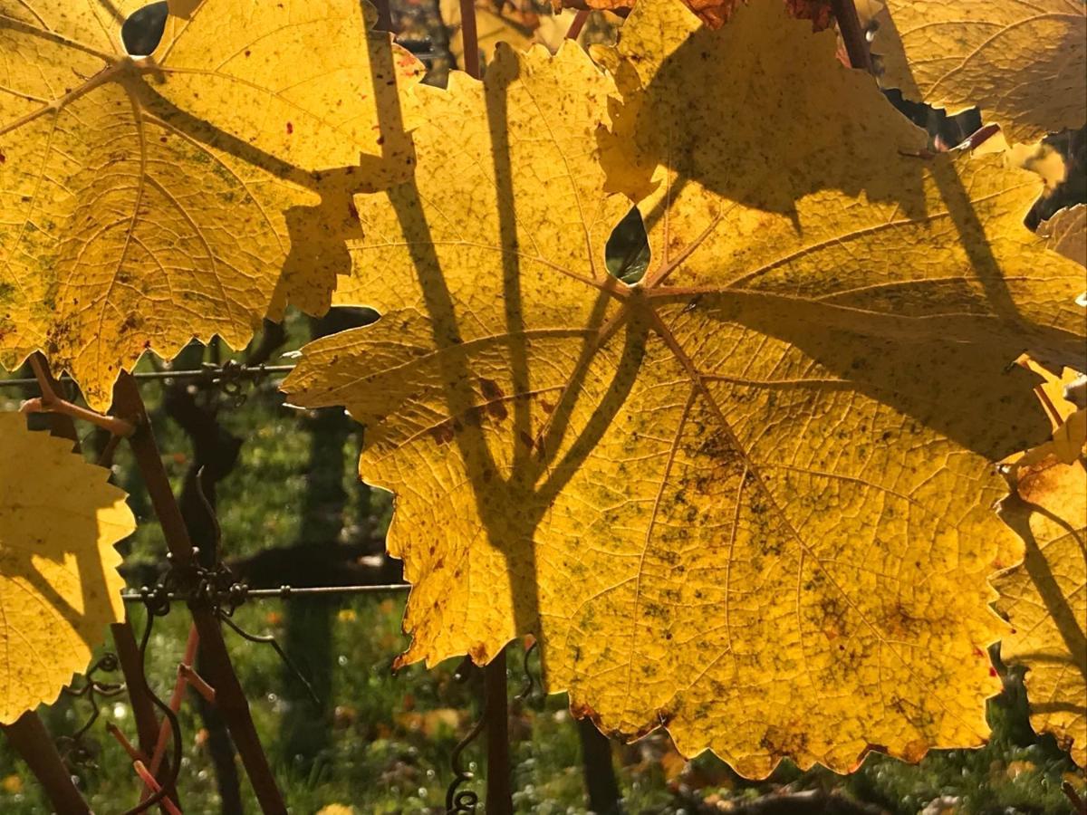 Weingut & Gaestezimmer Edelmann Goettlesbrunn Екстер'єр фото