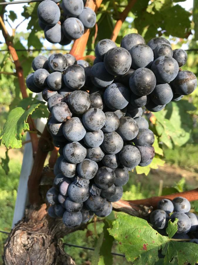 Weingut & Gaestezimmer Edelmann Goettlesbrunn Екстер'єр фото